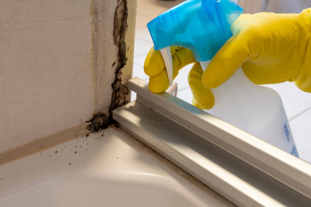 Best Insurance-Related Mold Remediation in South St Paul, MN